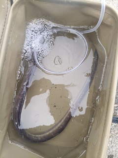 アナゴの釣果