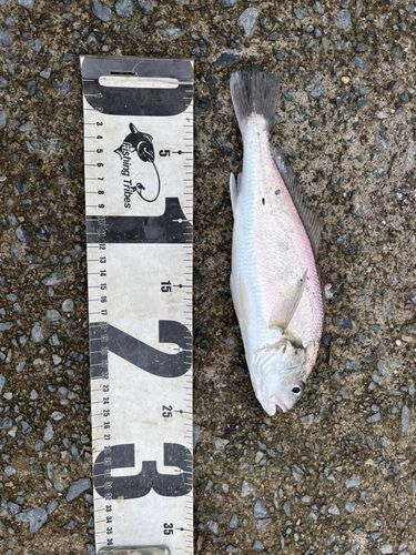 イシモチの釣果