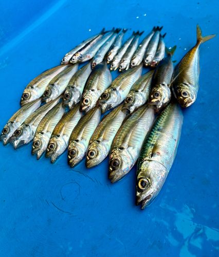 アジの釣果