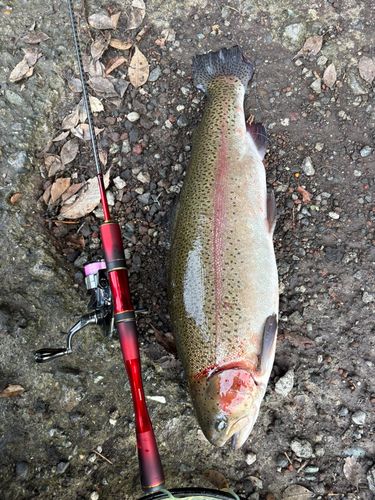 ニジマスの釣果