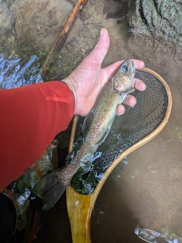 イワナの釣果