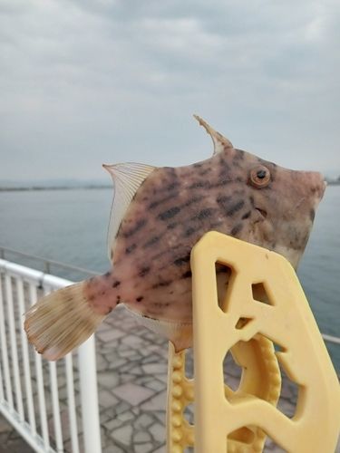 カワハギの釣果