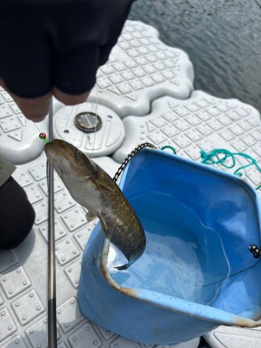 ニホンナマズの釣果