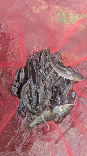 アユの釣果