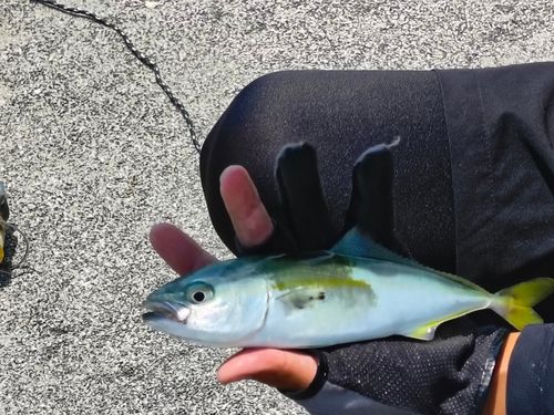ブリの釣果
