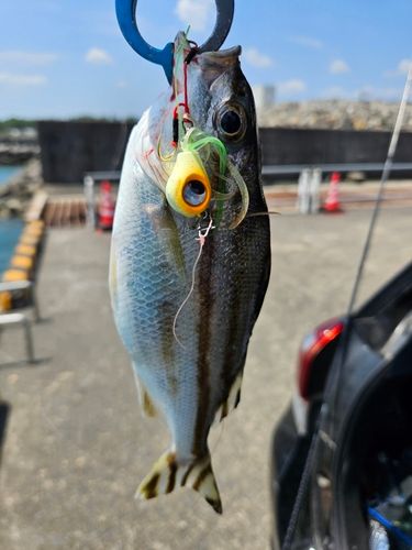 メッキの釣果