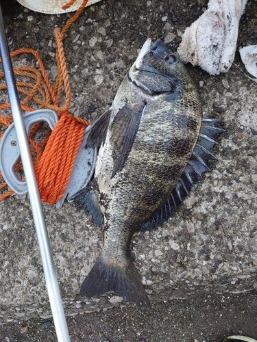 クロダイの釣果