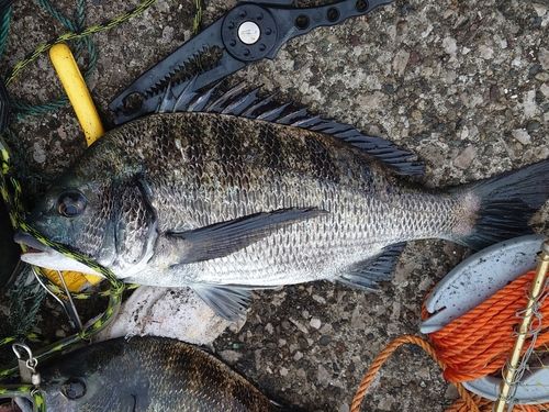 クロダイの釣果