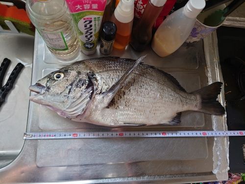 クロダイの釣果