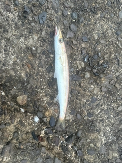カマスの釣果