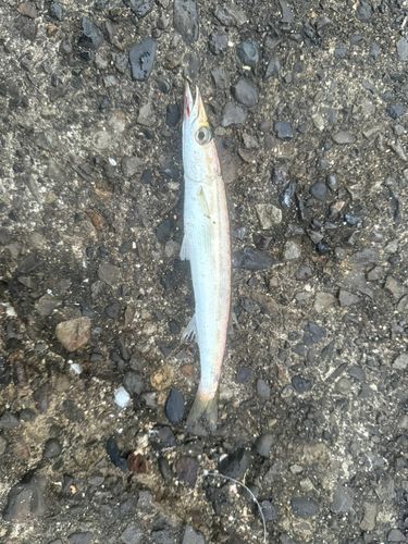 カマスの釣果