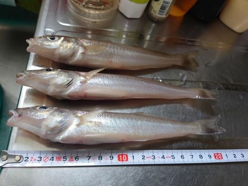 キスの釣果