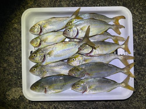 ショゴの釣果