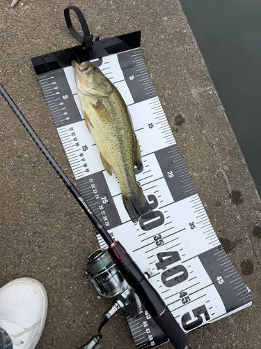 ラージマウスバスの釣果