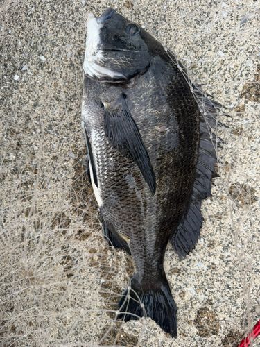 クロダイの釣果