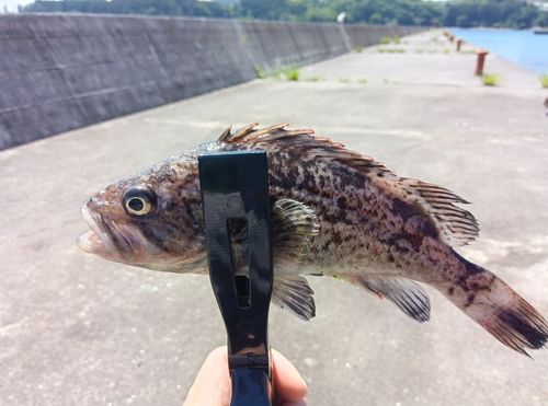 クロソイの釣果