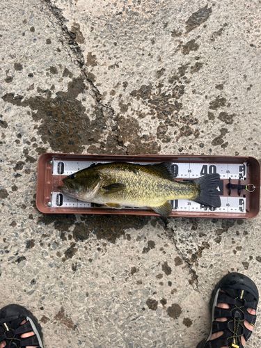 ラージマウスバスの釣果