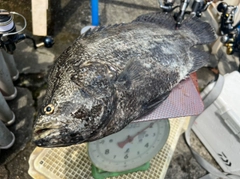 マツダイの釣果