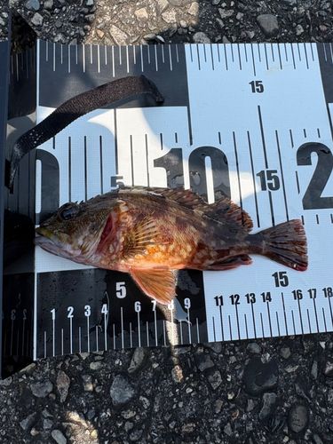 カサゴの釣果