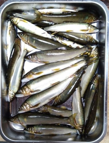 アユの釣果