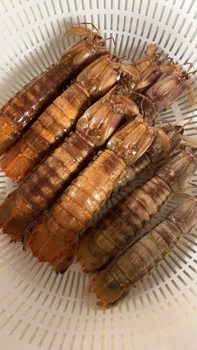 シャコの釣果