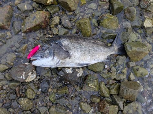 チヌの釣果
