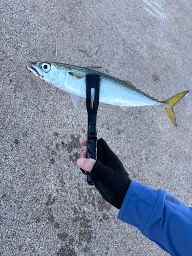 サバの釣果