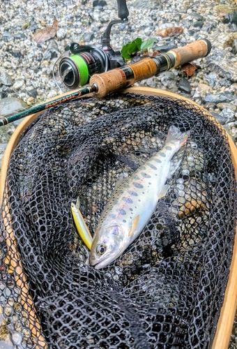 ヤマメの釣果