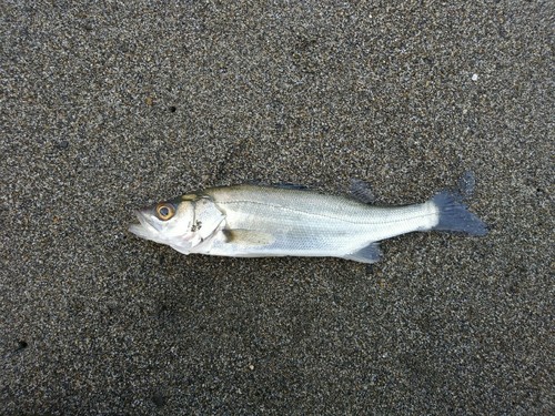 セイゴ（マルスズキ）の釣果