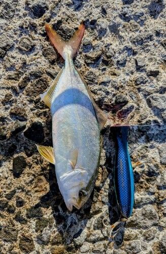 ネリゴの釣果