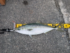 イナダの釣果