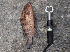 オオモンハタの釣果