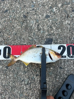 ショゴの釣果