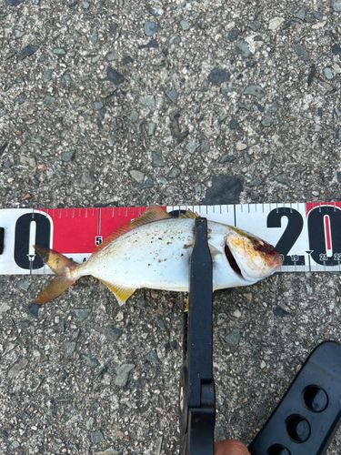 ショゴの釣果