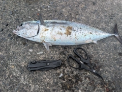 ソウダガツオの釣果