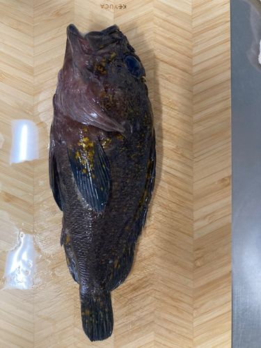 オウゴンムラソイの釣果