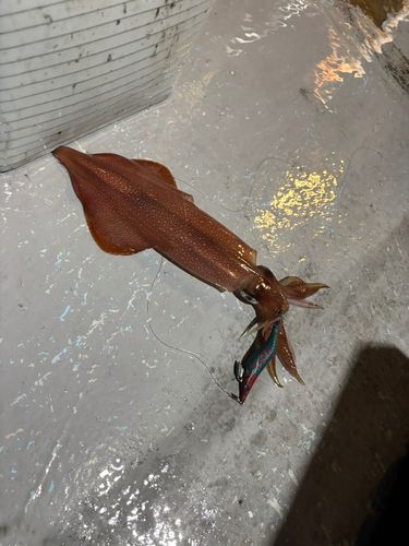 ケンサキイカの釣果