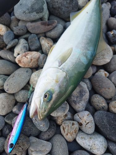 ワカシの釣果