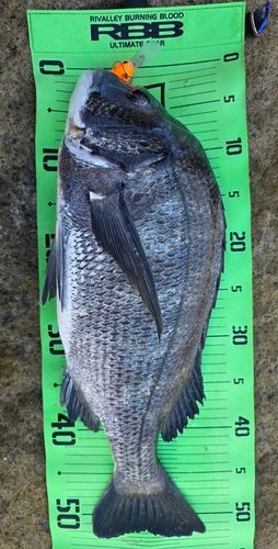 チヌの釣果