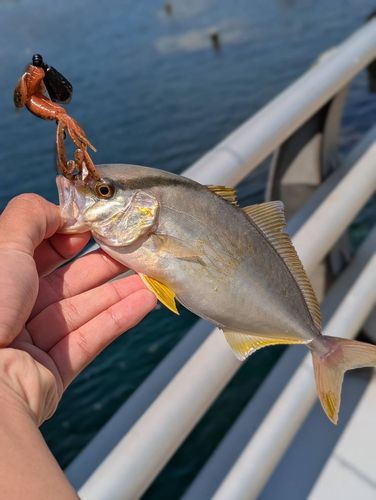シオの釣果
