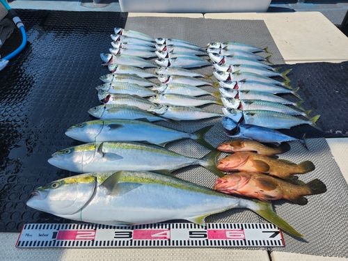 ハマチの釣果