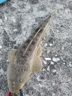 マゴチの釣果