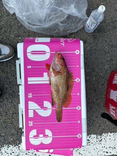 アコウの釣果