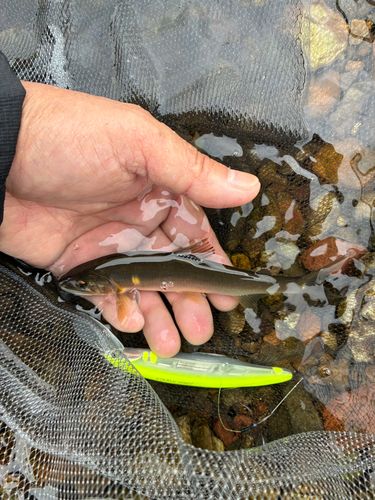 アユの釣果
