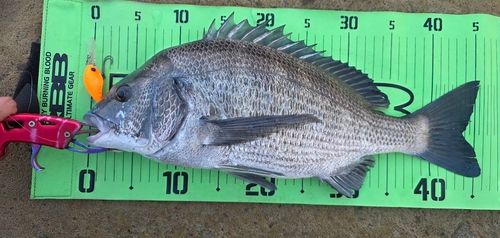 チヌの釣果