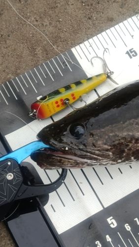 ライギョの釣果