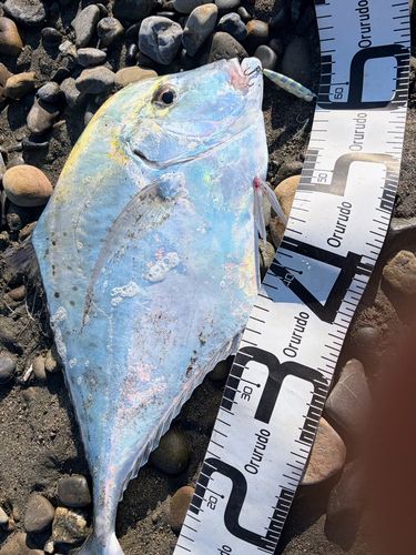 イトヒキアジの釣果