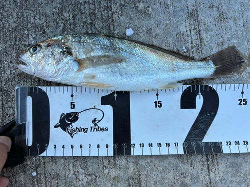 イシモチの釣果