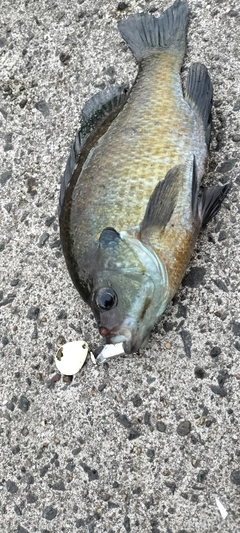 ブルーギルの釣果