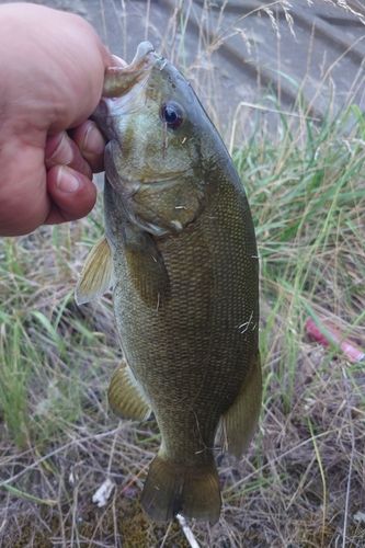 スモールマウスバスの釣果